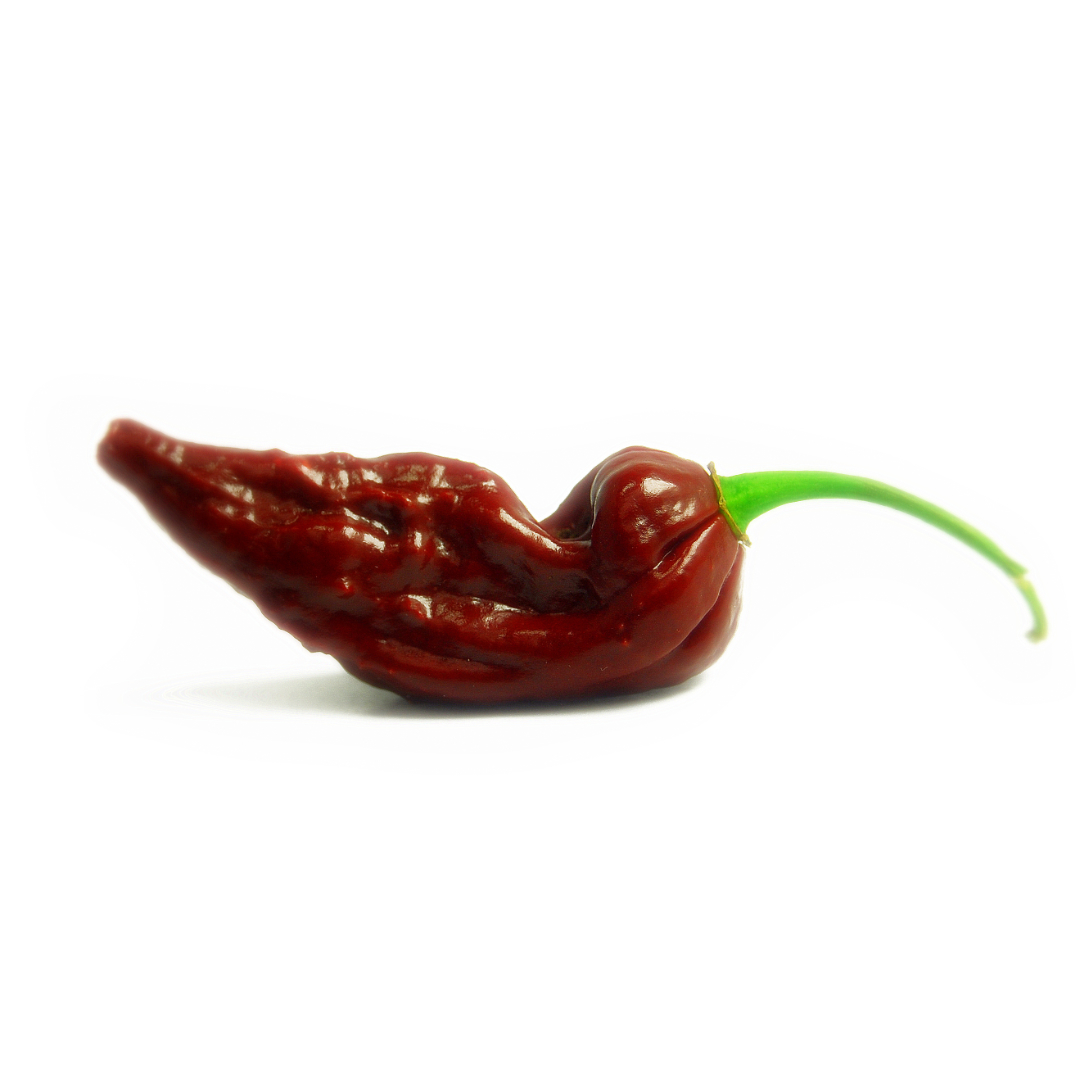 World of Chillies Bhut Jolokia Chocolate single chilli on white background