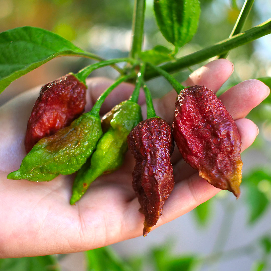 World of Chillies Bhut Jolokia Chocolate chillies held in hand