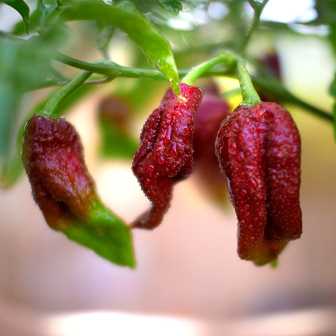 World of Chillies Bhut Jolokia Chocolate chillies on branch with dew