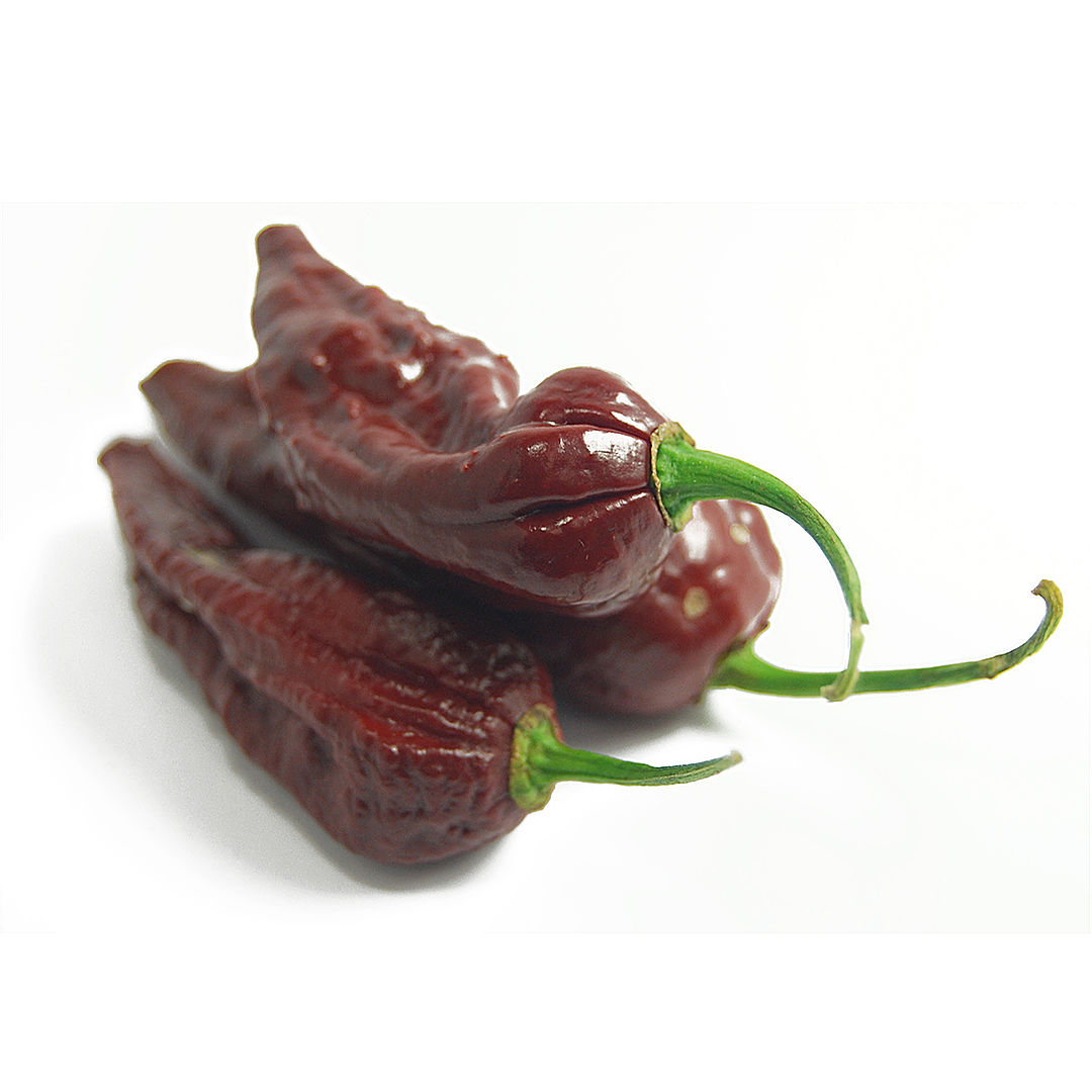 World of Chillies Bhut Jolokia Chocolate chillies on white background