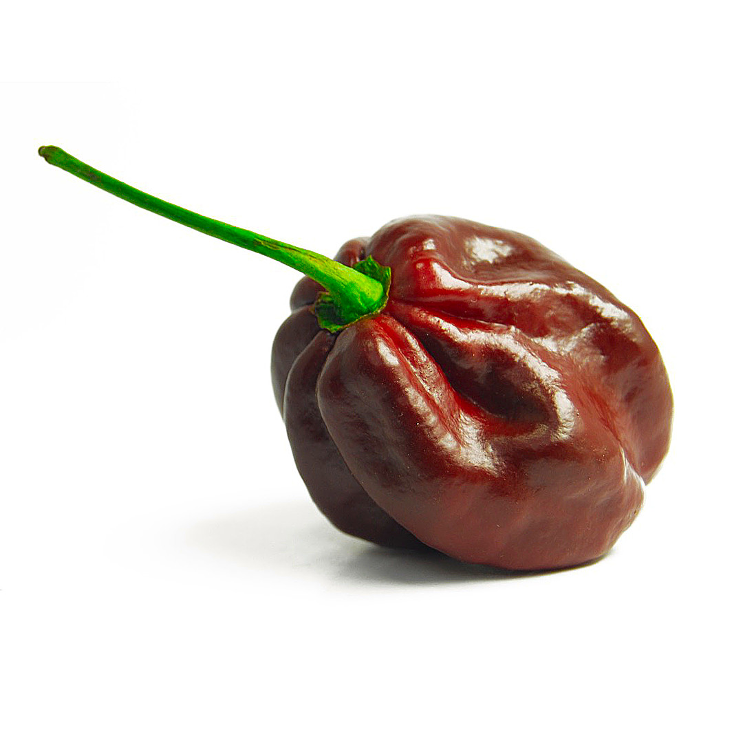 World of Chillies Chocolate Habanero single ripe pod on white background
