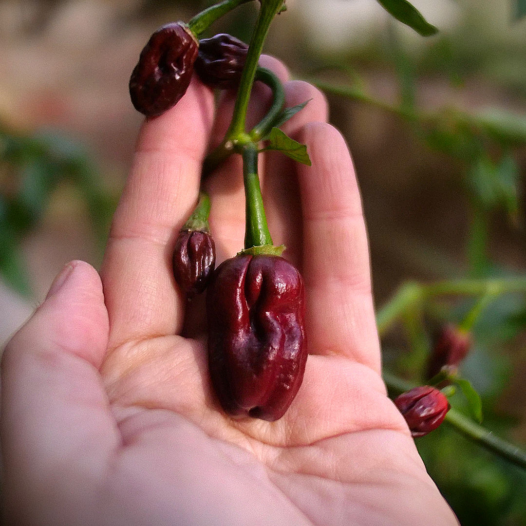World of Chillies Chocolate Habanero ripe dark pods held in hand