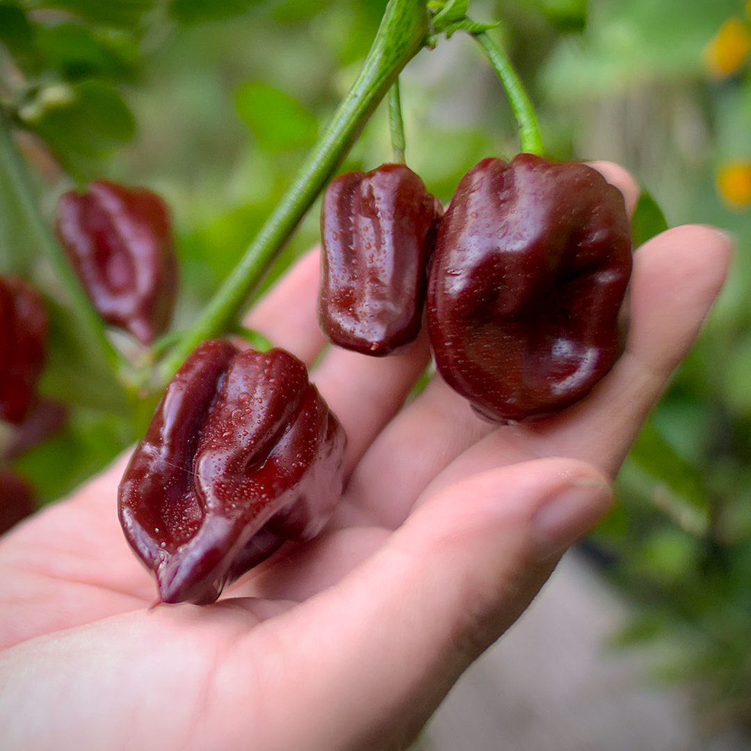 World of Chillies Chocolate Primo chilli pods in hand