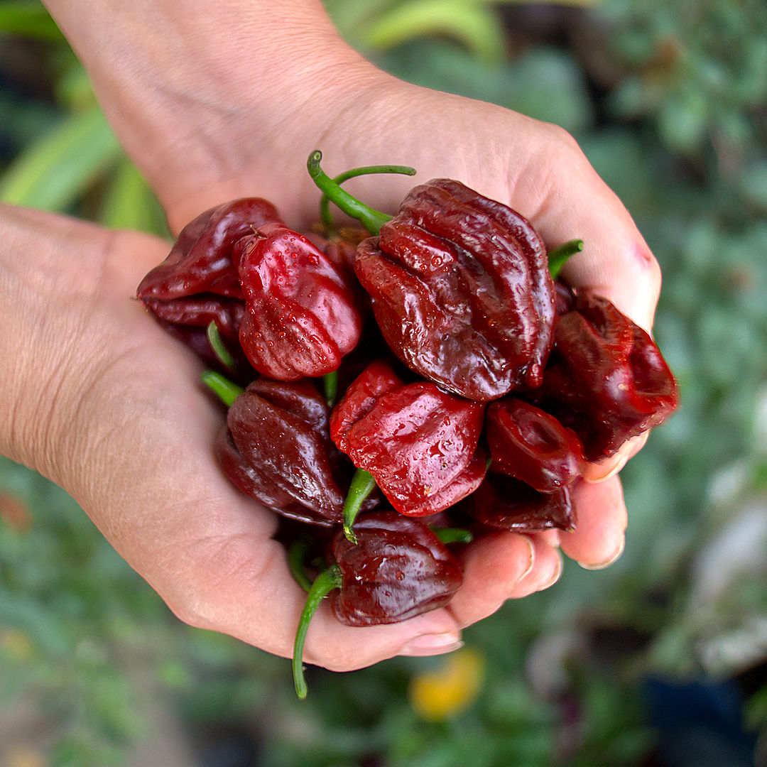 World of Chillies Chocolate Primo chilli pods harvested