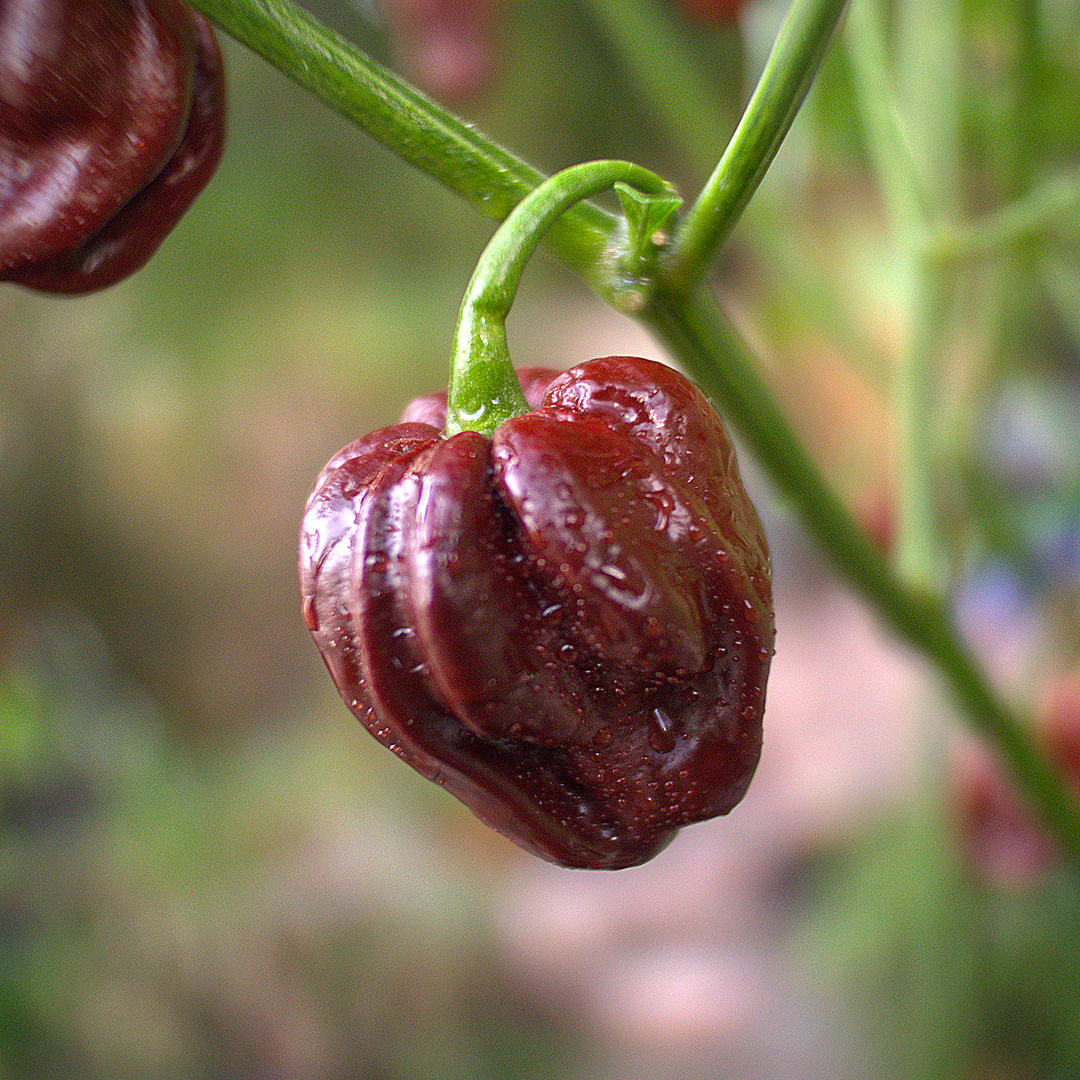 World of Chillies Chocolate Primo chilli ripening pod