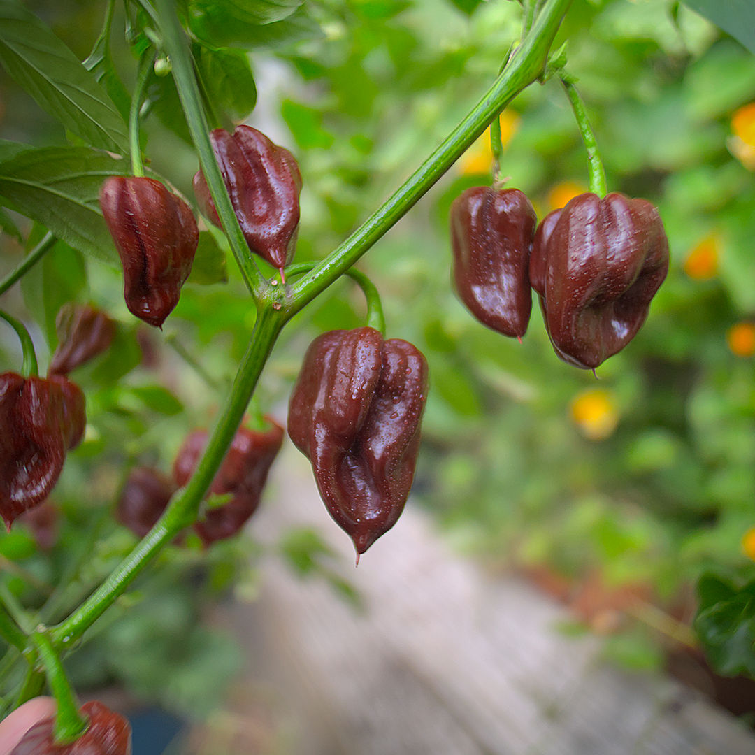 World of Chillies Chocolate Primo chilli plant with pods