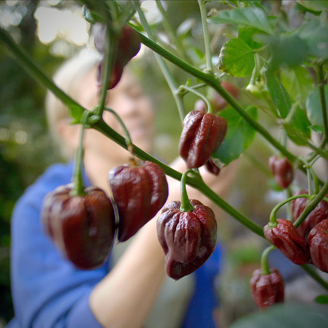 World of Chillies Chocolate Primo chilli plant with ripening pods