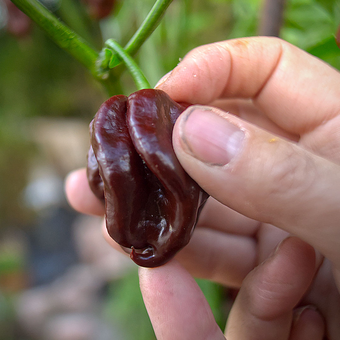 World of Chillies Chocolate Primo chilli pod close up