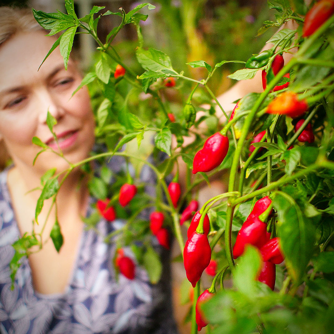 World of Chillies Paper Lantern chilli plant with ripe red fruit and foliage