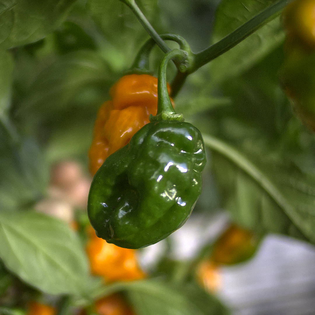 World of Chillies Devils Tongue Scorpion cross chilli ripening stages