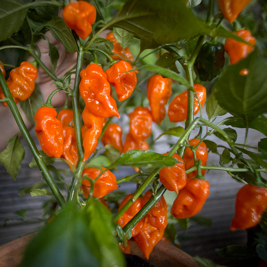 World of Chillies Devils Tongue Scorpion cross chilli pods on plant
