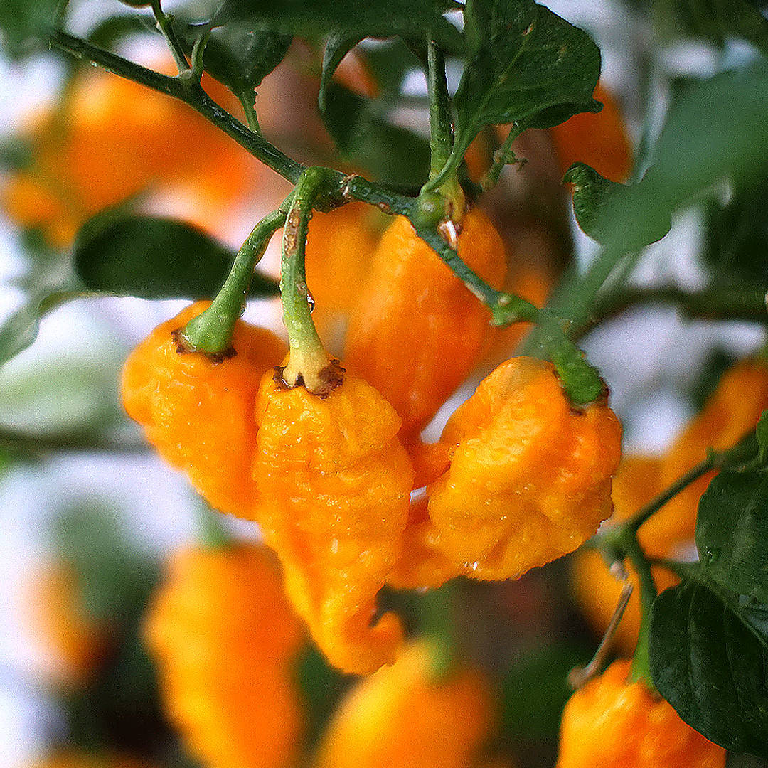 World of Chillies Fatalii chillies ripening on plant, golden yellow wrinkled pods