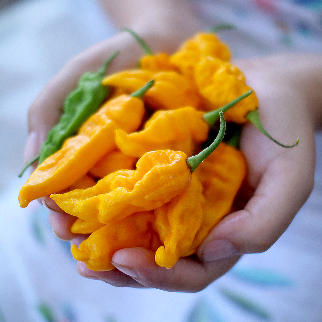 World of Chillies Fatalii chillies freshly picked and held in hands