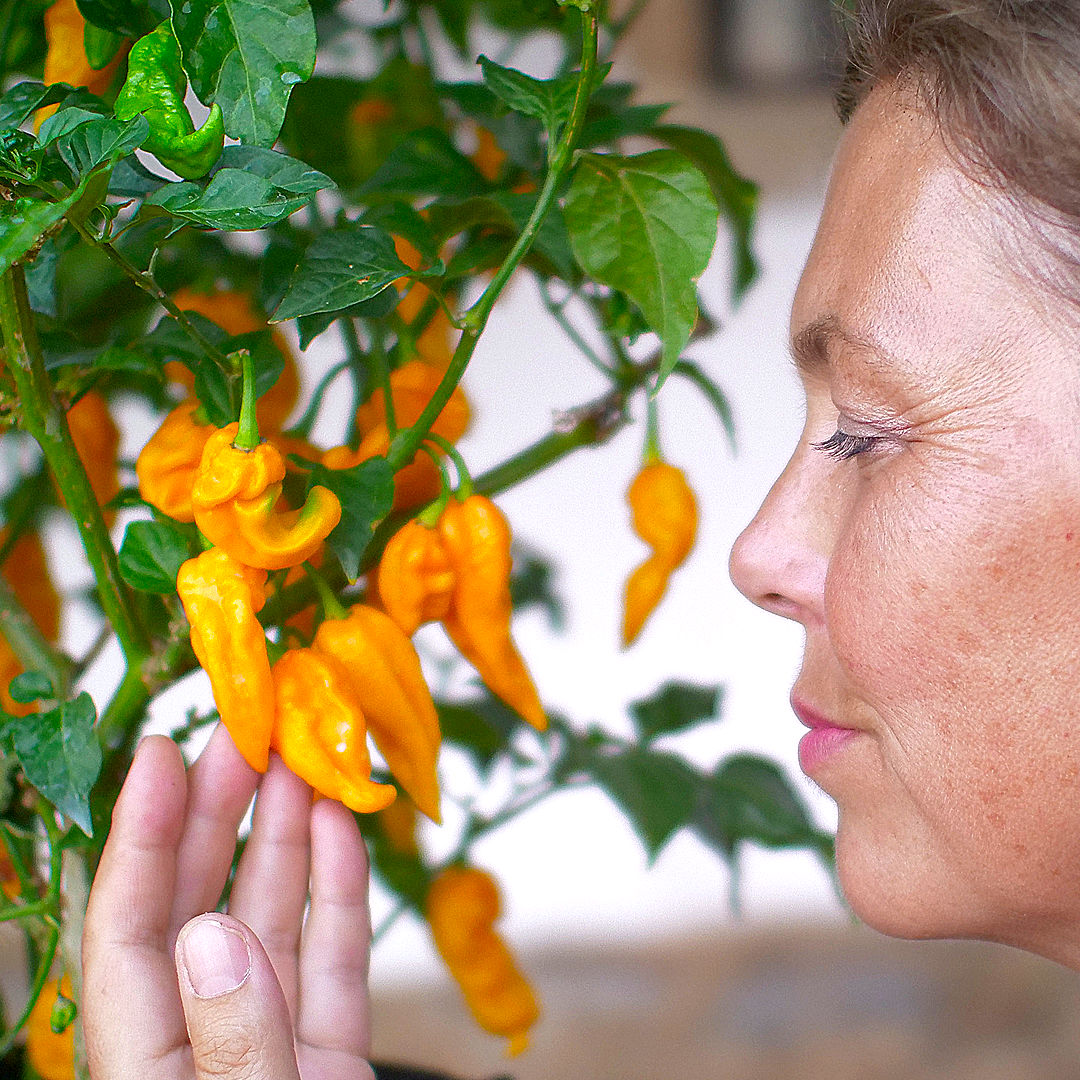 World of Chillies Fatalii chilli plant with grower admiring bright yellow pods
