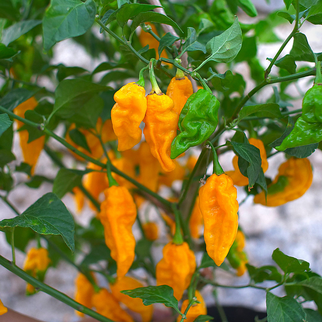 World of Chillies Fatalii chilli plant heavy with yellow and green fruit