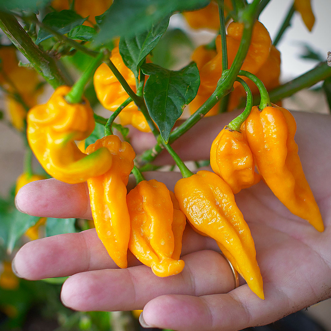 World of Chillies Fatalii chillies in hand showing glossy yellow fruit