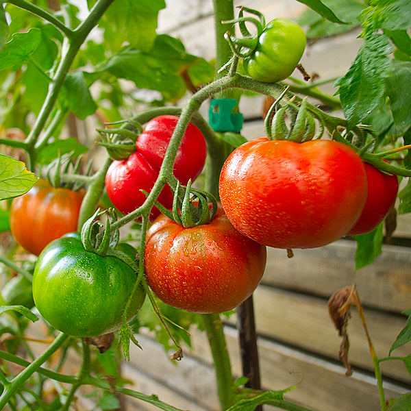 world of chillies super marmandetomato plant with large ribbed fruit outdoors