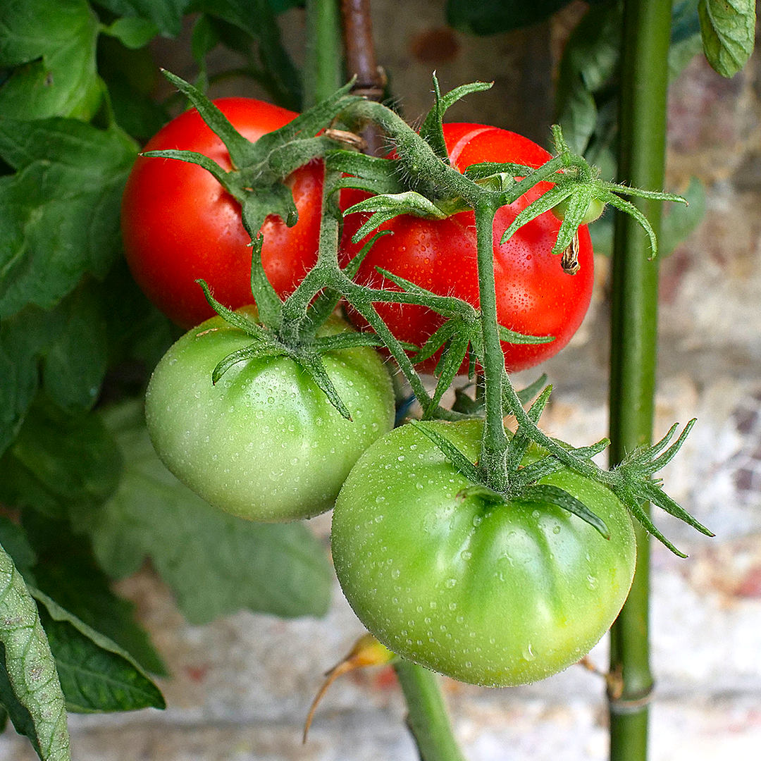 world of chillies super marmande tomato truss showing ripening stages