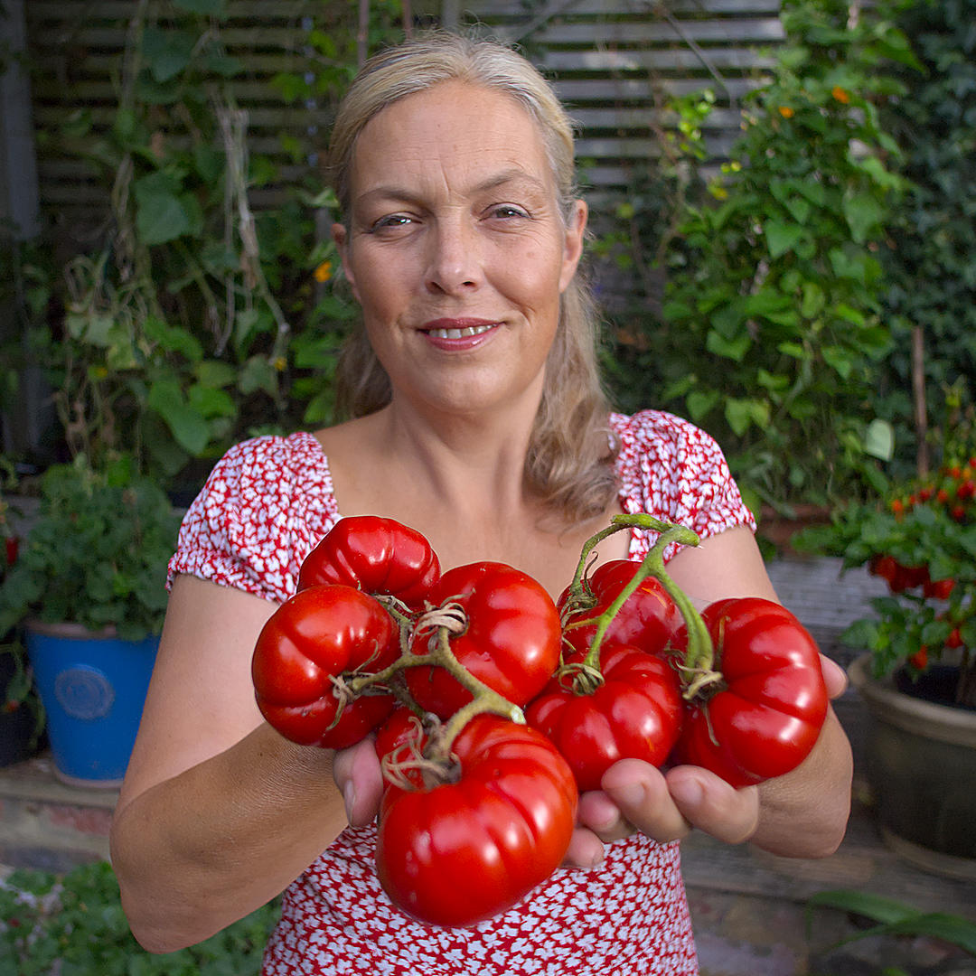 world of chillies super marmande beefsteak tomatoes freshly harvested