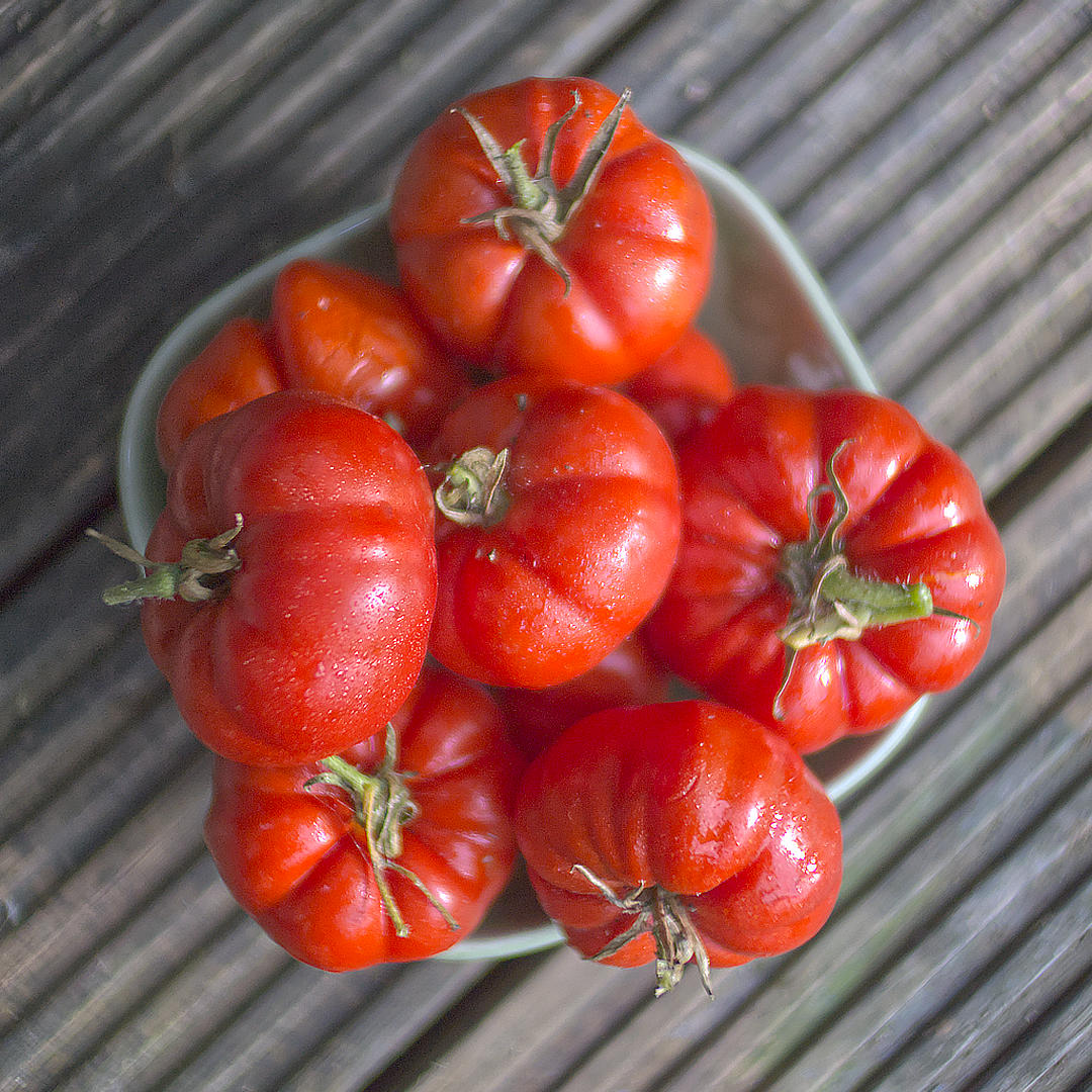 world of chillies super marmande tomatoes ready for eating