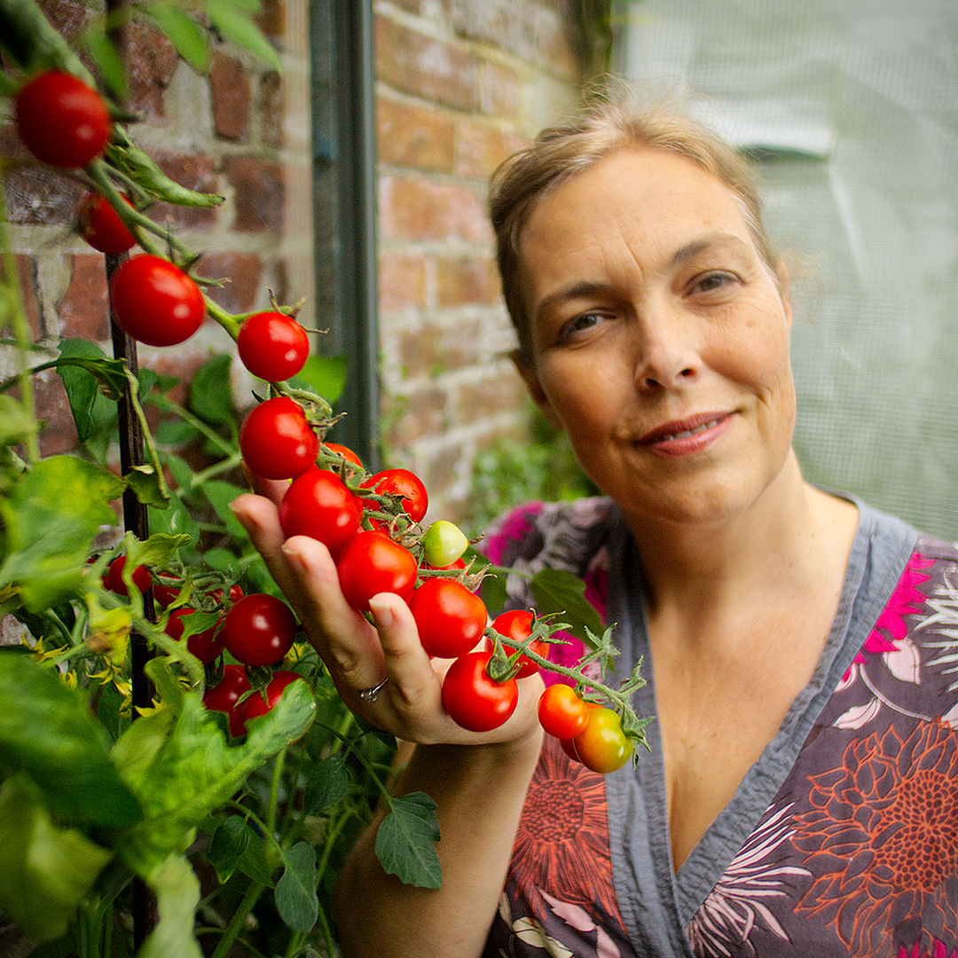 world of chillies gardener’s delight tomato plant heavy truss cropping