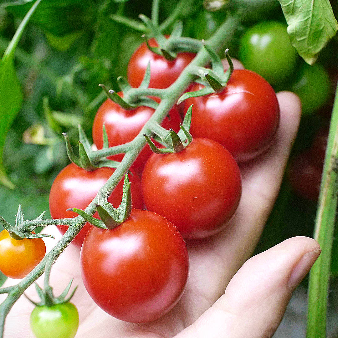 world of chillies gardener’s delight tomato truss ripening on the vine