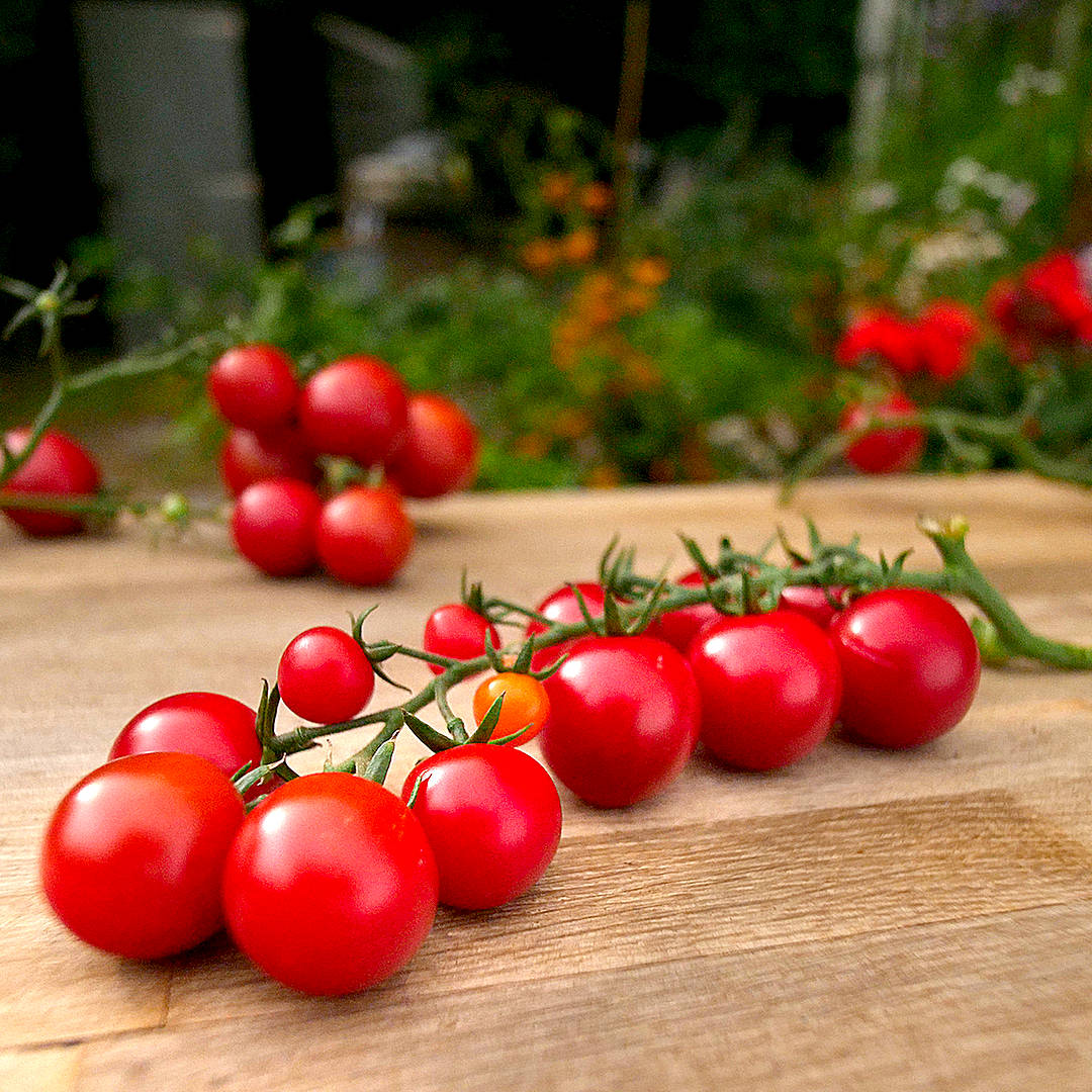 world of chillies gardener’s delight cherry tomatoes on wooden board