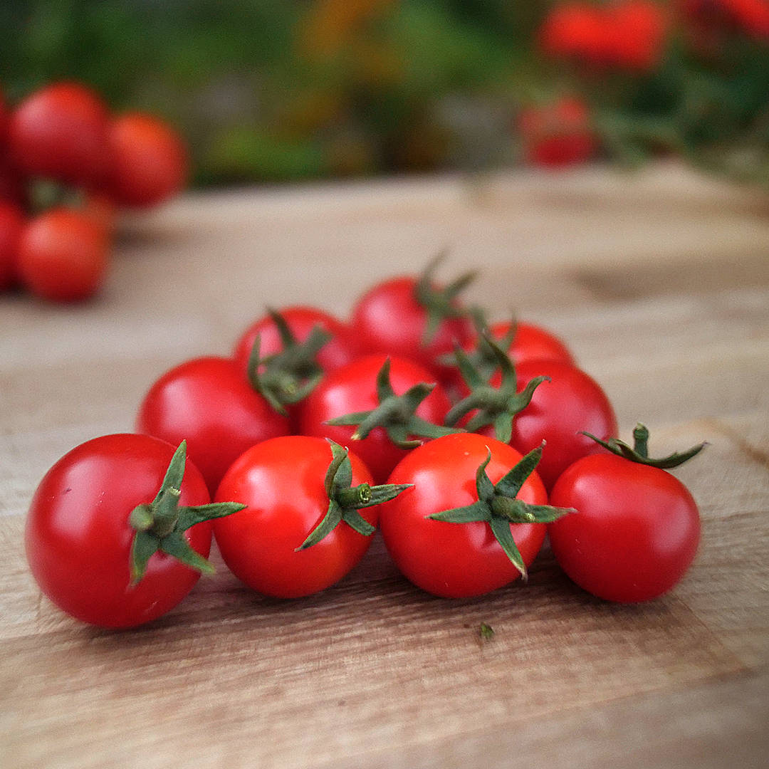 world of chillies gardener’s delight cherry tomatoes freshly picked