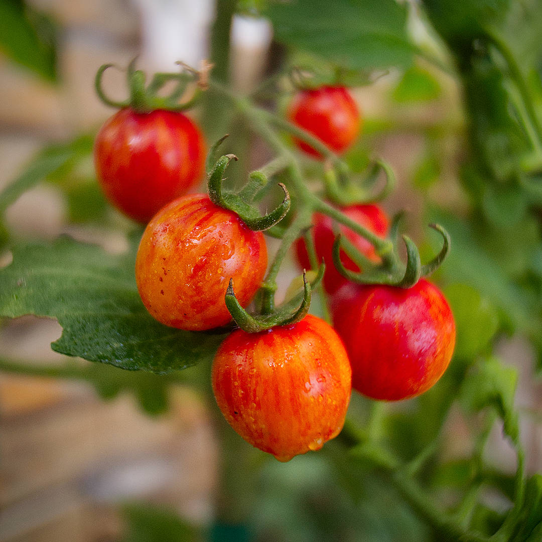 world of chillies bumblebee tomatoes on plant