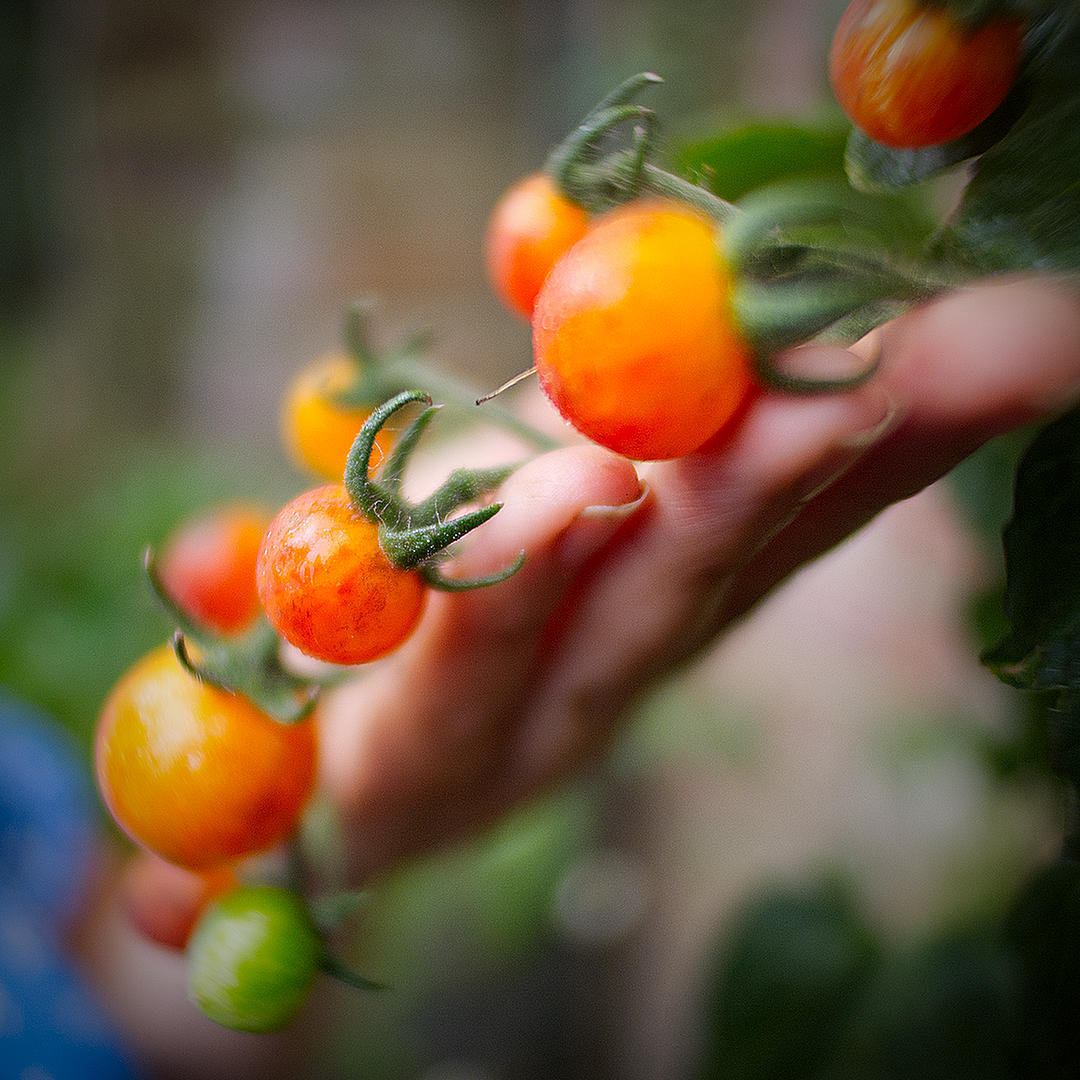 world of chillies bumblebee tomato truss