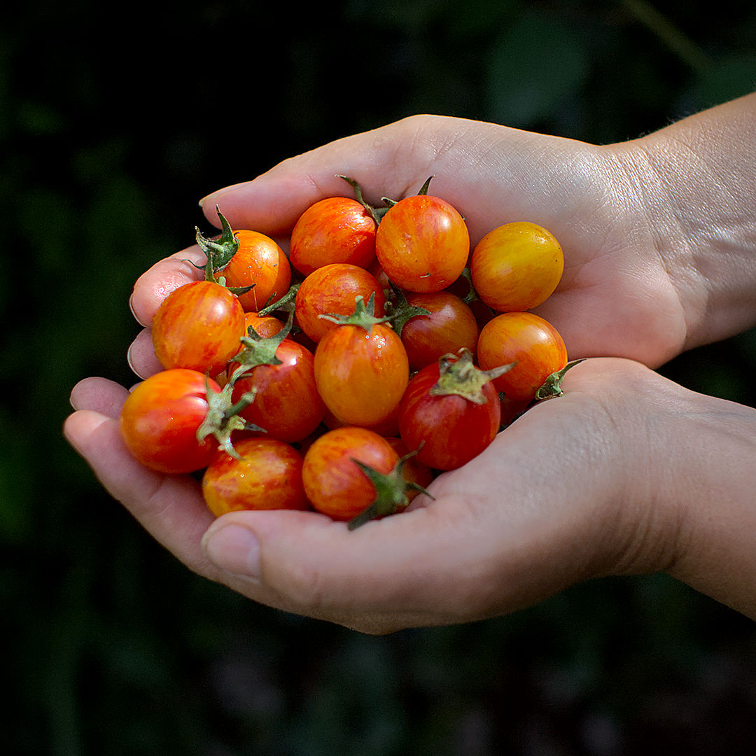 world of chillies bumblebee tomatoes in hands