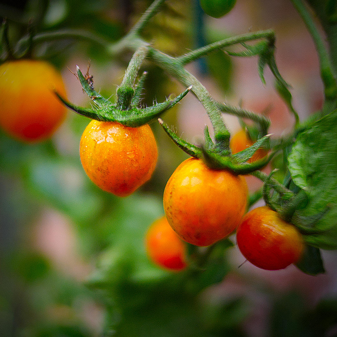 world of chillies bumblebee tomato ripening tomatoes