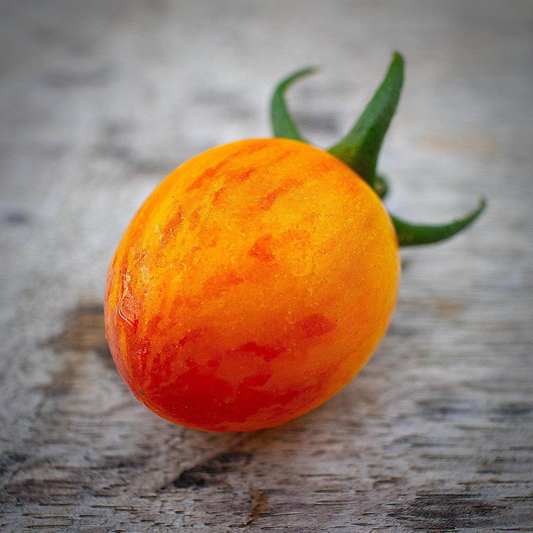 world of chillies bumblebee tomato single striped tomato