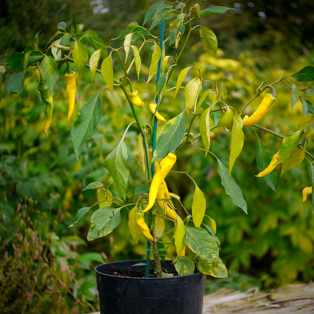 World of Chillies Golden Cayenne bush wiht pods