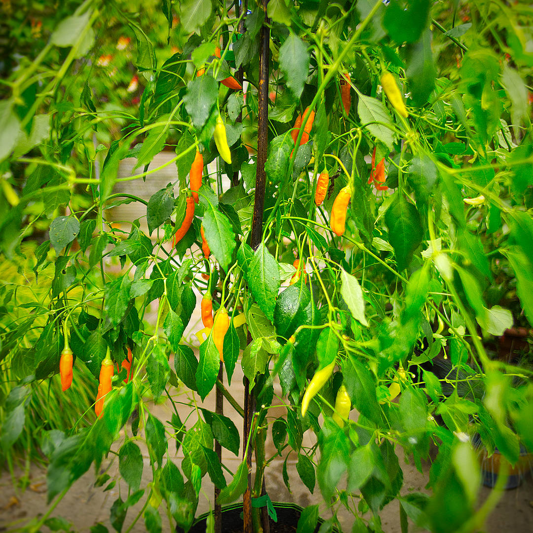 World of Chillies Havana Gold chilli bush