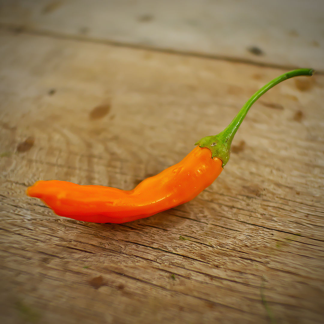 World of Chillies Havana Gold chilli single ripe pod