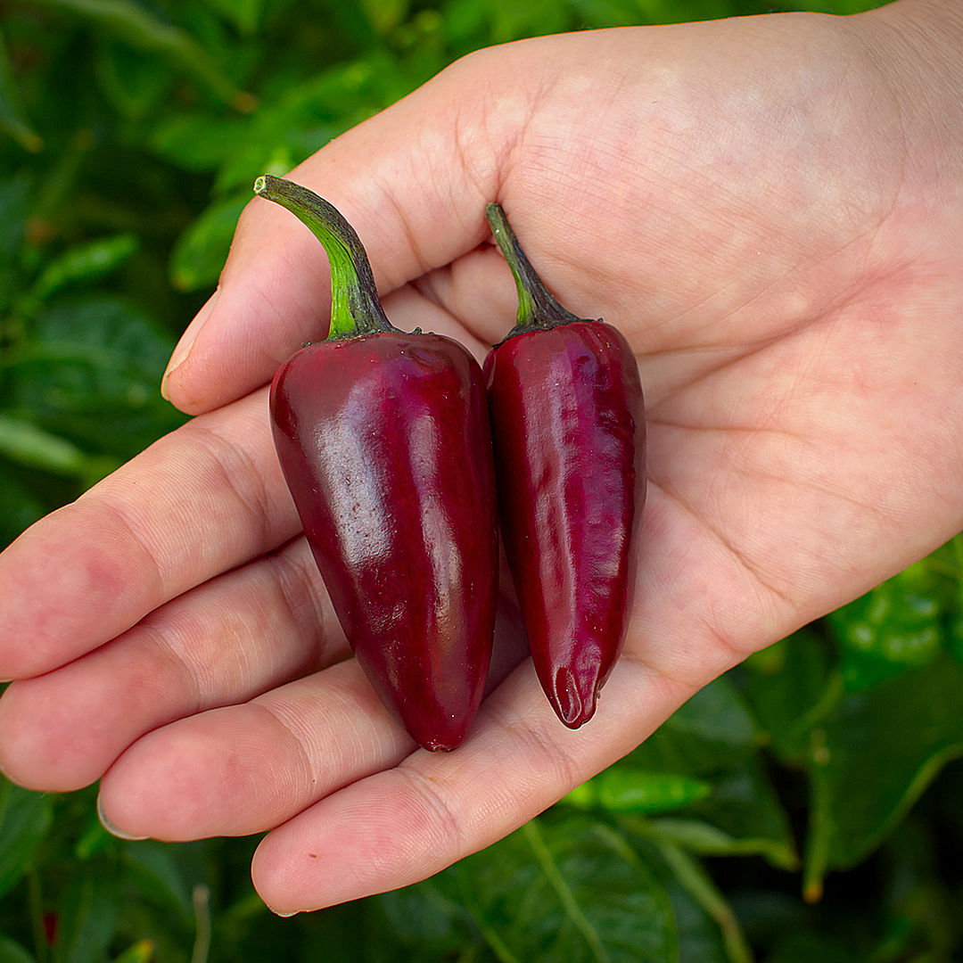 World of Chillies Hungarian Black chilli ripe pods in hand
