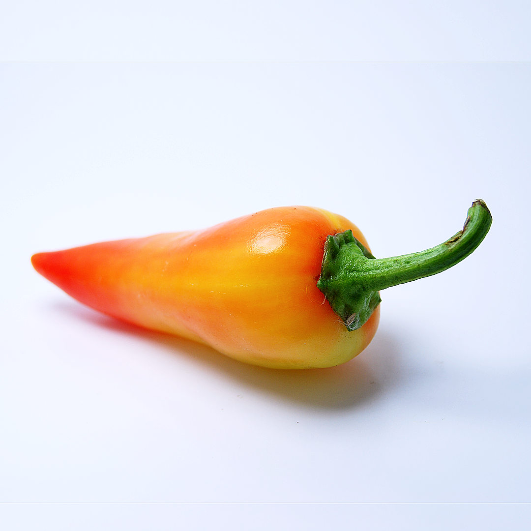 World of Chillies Yellow Biquinho chillies ripening on plant