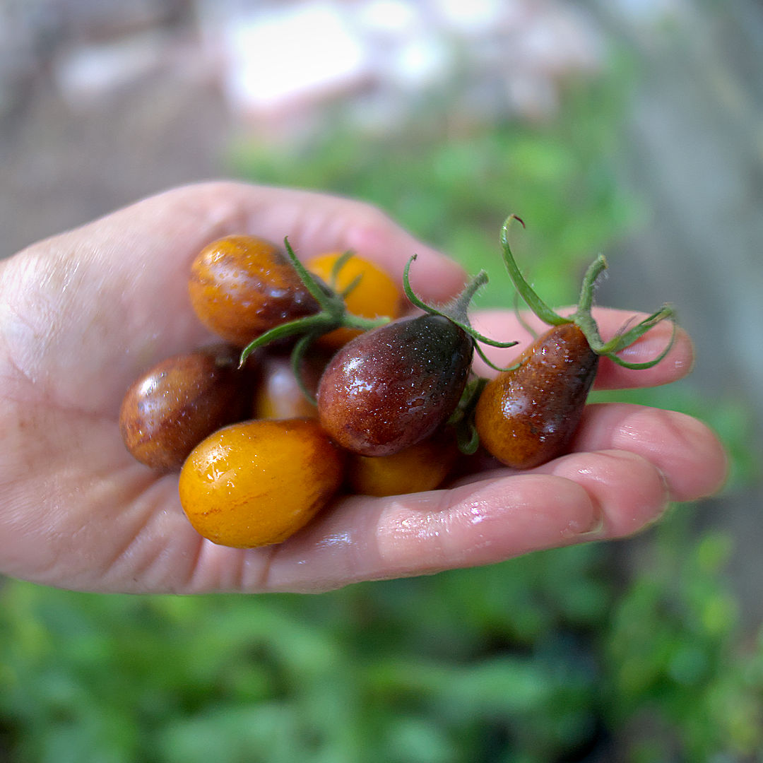 world of chillies indigo pear drop tomatoes held in hand