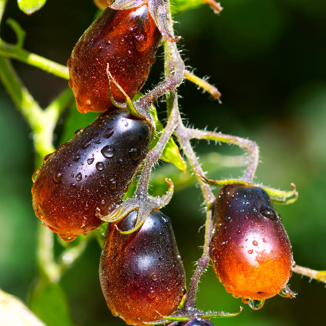 world of chillies indigo pear drop tomato ripening truss