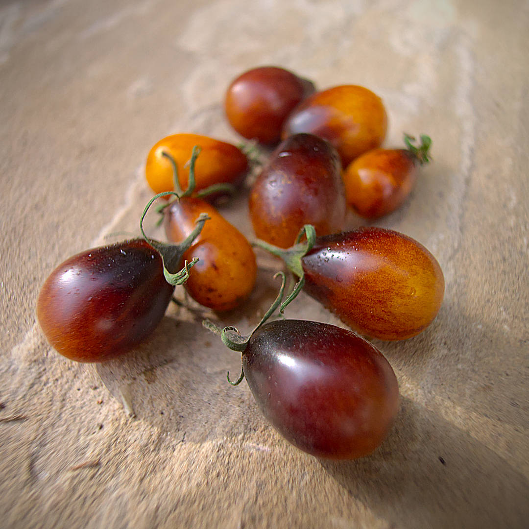 world of chillies indigo pear drop tomatoes harvested