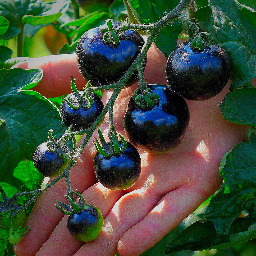 world of chillies indigo rose tomato on bush