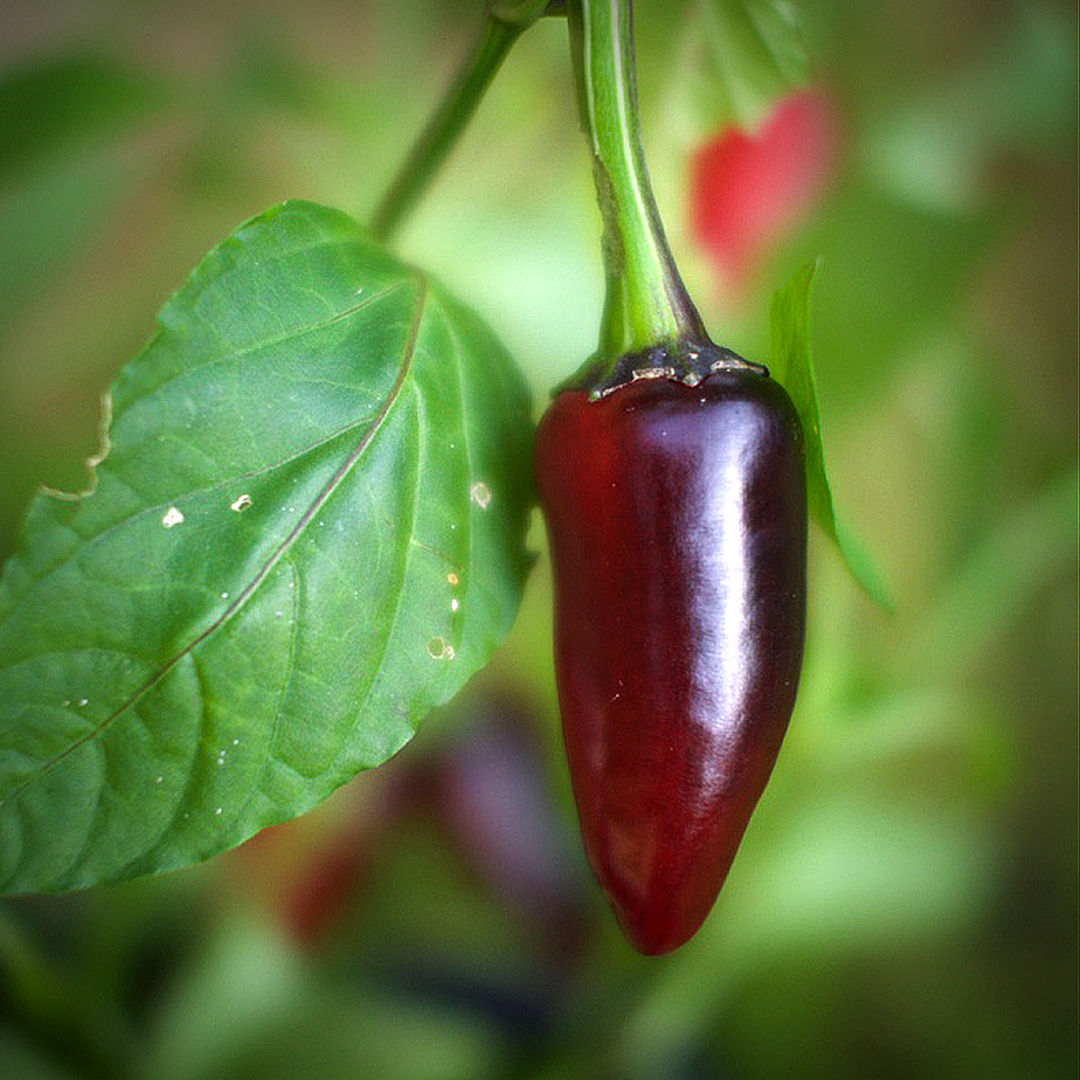 World of Chillies single Purple Jalapeno chilli close up