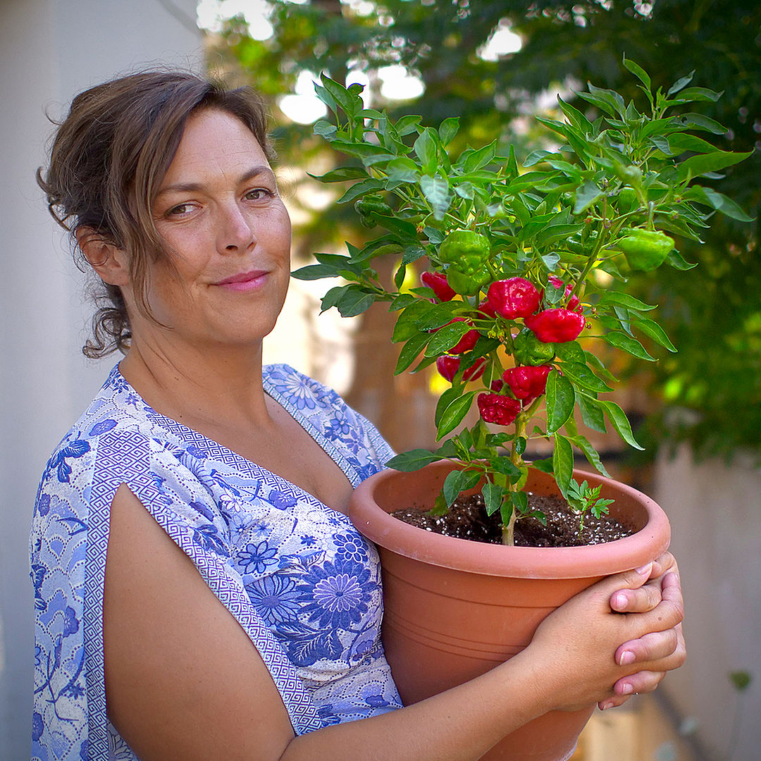 World of Chillies grower holding Jamaican Hot chilli plant in pot