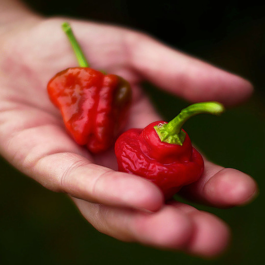 World of Chillies Jamaican Hot red chillies in hand