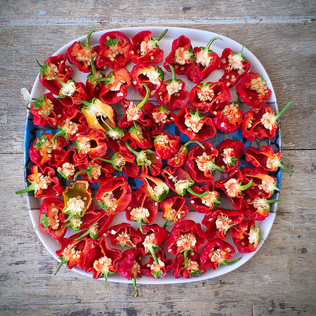 World of Chillies Jamaican Hot chillies sliced open on plate