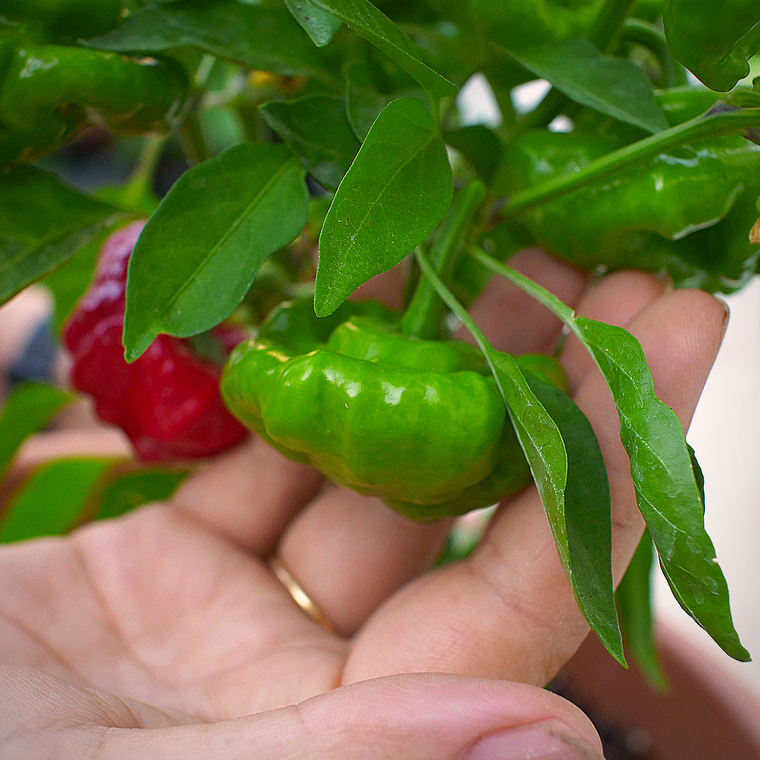 World of Chillies Jamaican Hot green chillies on plant