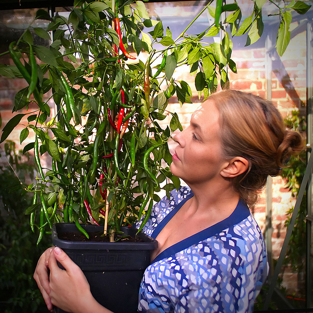 World of Chillies Kashmiri Chilli plant in pot with red fruit