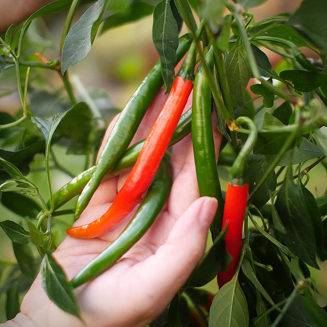 World of Chillies Kashmiri Chillies red and green pods close up