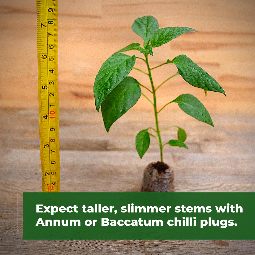 World of Chillies annum chilli plug seedling with ruler for scale 